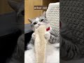 Subhanallah #cat #cats #shorts #catvideos #cute #islam #islamic #viral #trending #islamicshorts