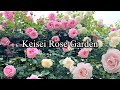 京成バラ園 2022年5月20日 Keisei Rose Garden 2022 Spring ピークを迎えた園内はバラの香りに包まれていました