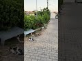 Ням ням 🐱 Банда котиков