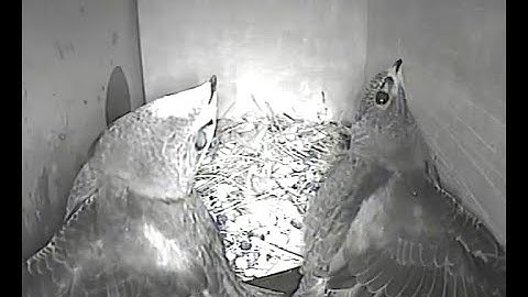 Twee jonge gierzwaluwen oefenen tegelijk, laatste nest, 14 augustus 2020