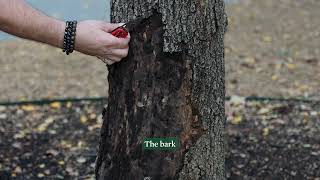 Ask An Arborist | Does My Tree Have Freeze Damage? How to Recognize Signs of Freeze Damage