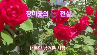 #송가인 #장미꽂의전설