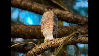 Falconry: Secrets to finding Cooper's Hawk nests