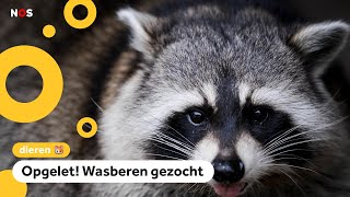 Elf wasberen ontsnappen uit dierentuin in Leeuwarden