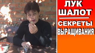 видео 4 причины есть весной черемшу. И одна – не есть