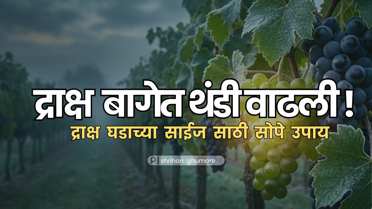 द्राक्ष बागेत थंडीचा ताण? द्राक्ष मण्याची साईज झपाट्याने वाढवण्यासाठी 7 Proven उपाय