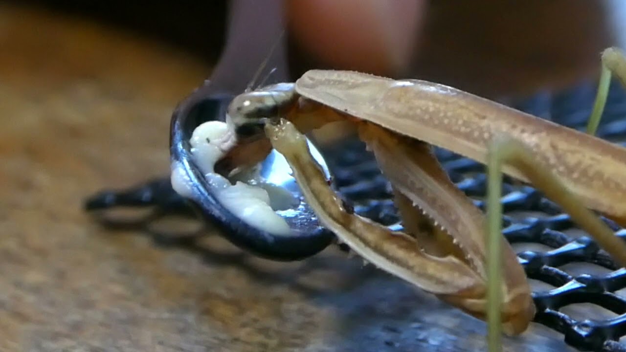 冬のカマキリ成長日記 １８０日目 Youtube