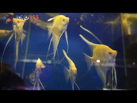 🐠Aquass - Скалярия Дантум Альбино (Pterophyllum Dantum Albino)