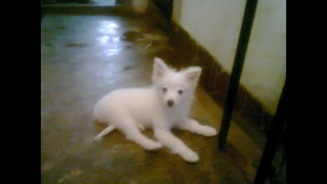 Japanese Spitz Tracy Two Months Old Showing Tricks Youtube