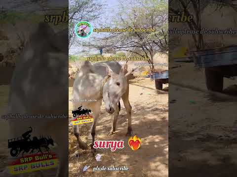 surya ❤️‍🔥#race#bull#cow#ytshorts#vairalvideo #animals#pleasesubscribe#mychannel@SRPbulls-xg3cg