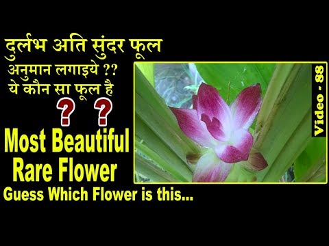 Video: Trumpet Lily Plant Care - Impormasyon Tungkol sa Trumpet Lilies At Ang Kanilang Pangangalaga