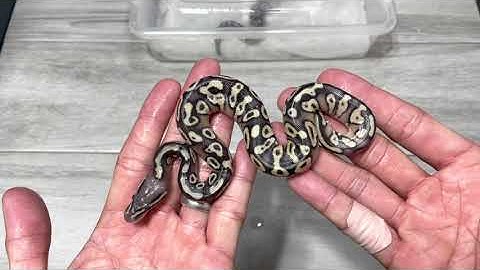 Ball Python Morphs:  Pastel Champagne Cinnamon X Mojave Clutch