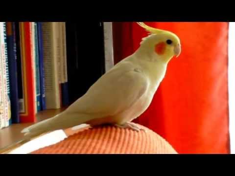 Videó: Hogyan Lehet Megérteni, Hogy Egy Papagáj Beteg