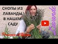 ЛАВАНДА В НАШЕМ САДУ/ВЯЖЕМ СНОПЫ из LAVANDE