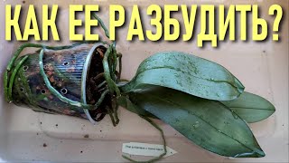 КАК РАЗБУДИТЬ СПЯЩУЮ КРАСАВИЦУ?! ОРХИДЕЯ С ВЯЛЫМИ ЛИСТЬЯМИ БЕЗ ТУРГОРА! ВОССТАНОВИТЬ ТУРГОР ЛИСТЬЕВ!