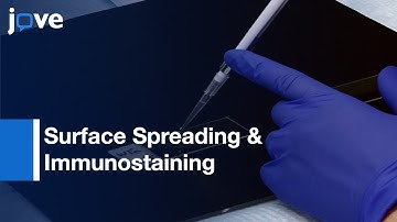 Surface Spreading & Immunostaining Of Yeast Chromosomes l Protocol Preview