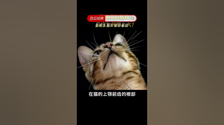 猫咪闻到臭脚为什么反应这么大？