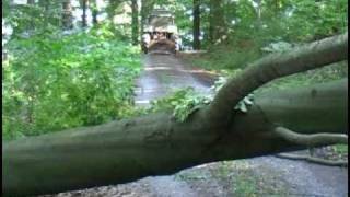 Früher Einschlag Als Option Auf Dem Holzmarkt