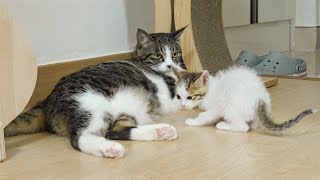 Two Rescued Kittens Learn How to Live with Big Cats │ Episode.18