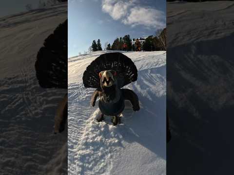 Где встретить глухаря в Шерегеше? #snowboard #сноуборд #фрирайд