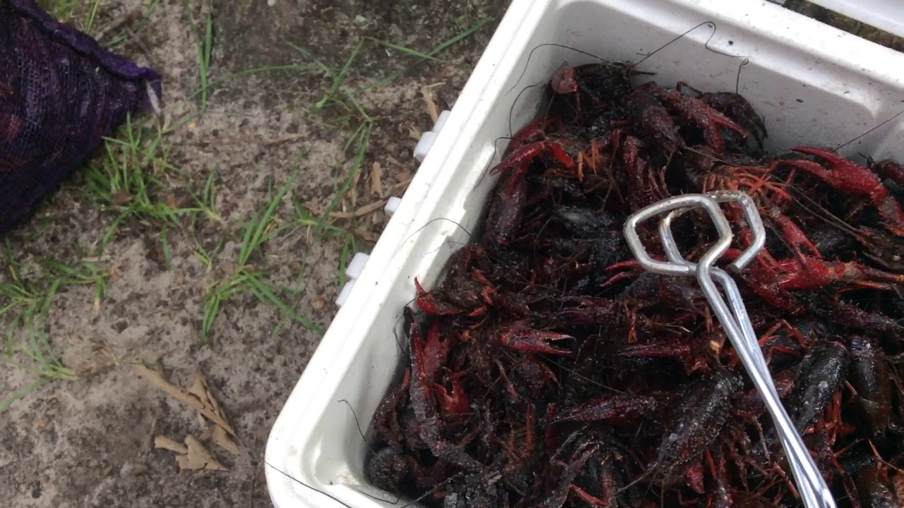 Purging The Crawfish YouTube