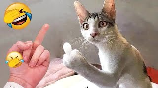 😅 Best Cats and Dogs Videos 🐶 Funny And Cute Animal Videos 2024 😂😸