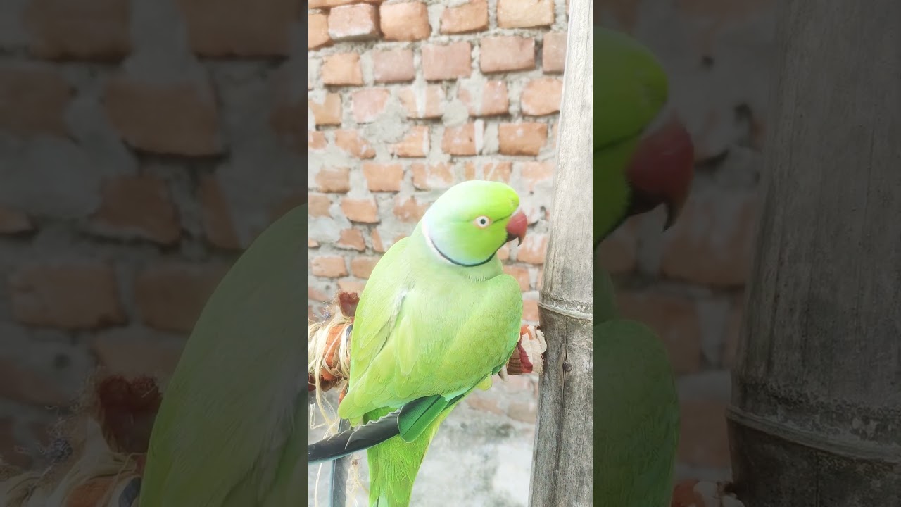 Parrot Talking 