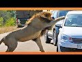 Lion shows tourist why windows should be closed