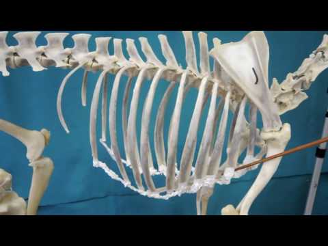 Видеозанятие 3 «Строение и видовые особенности грудного позвонка, ребра, грудины»