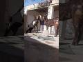 Goat Meeting Video Breedar Look Very Nicely Cute Female Goat بکری ہیٹ پر ھیں Goat Sadiq Love Goats