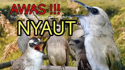 Trucuk BETINA memanggil Jantan Suara Birahi Ngecuplik 100% pancingan trucukan gacor agar BUNYI EMOSI