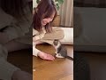 お手?する子猫 猫の癒し