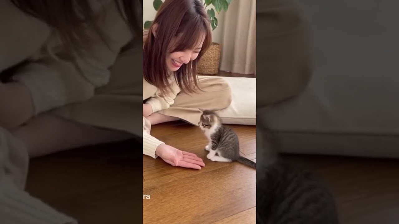 お手?する子猫 猫の癒し