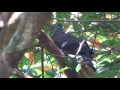 Nilgiri Wood Pigeon (Columba elphinstonii)