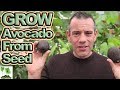 How To Grow An Avocado Tree From Seed - EASY AND FAST!