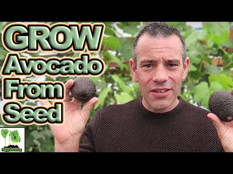 Video: Wachsen Avocados in Zone 9 – Erfahren Sie mehr über Avocadobäume für Gärten in Zone 9