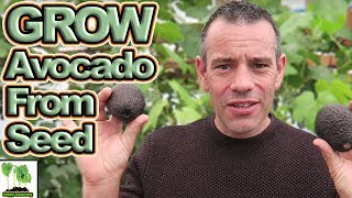 How To Grow An Avocado Tree From Seed - EASY AND FAST!