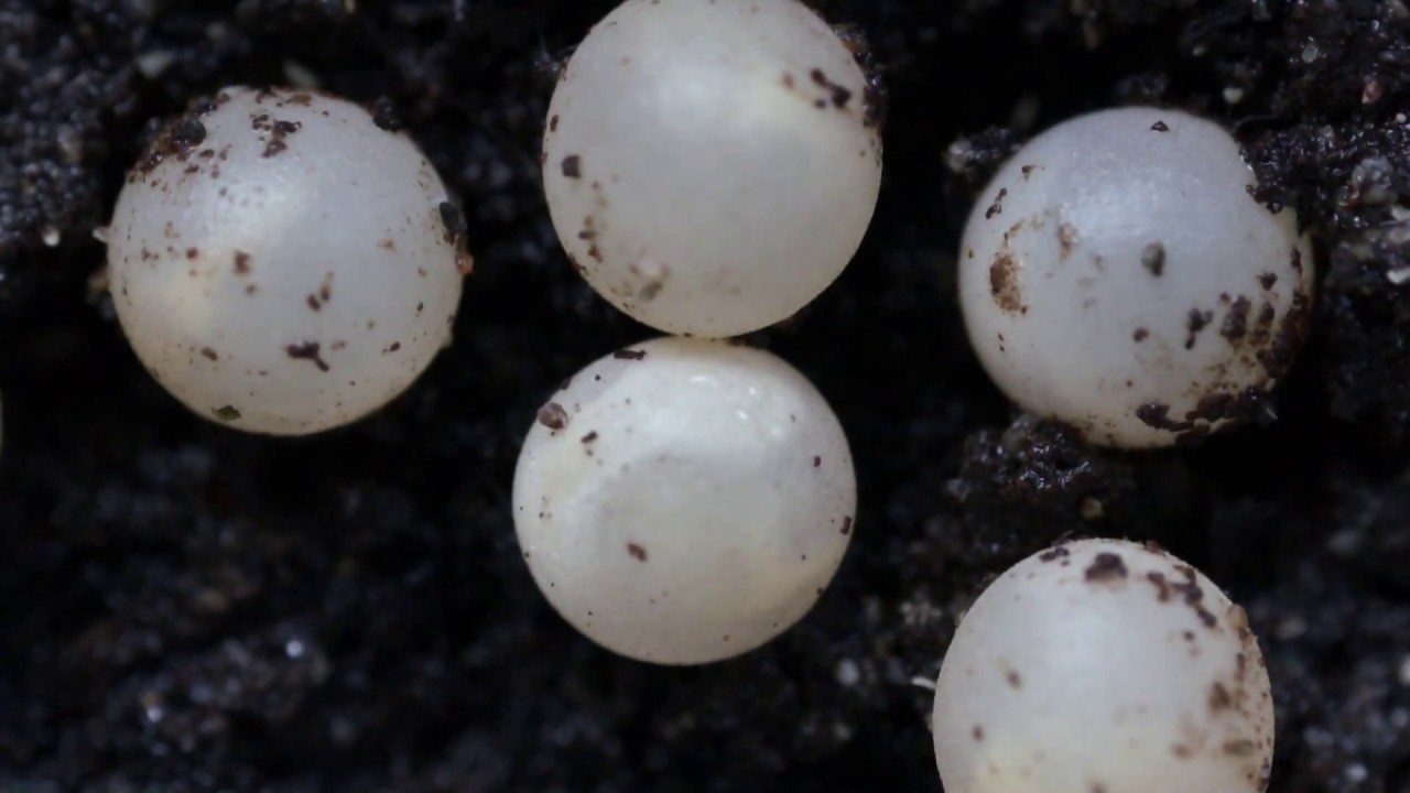 The Birth Of The Land Snail カタツムリの卵から誕生 Youtube