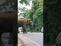 Living Side By Side With Elephants in Sri Lanka 🐘💚 #Guardians #Elephants #Shorts