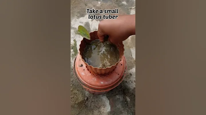 Bowl lotus planting #bowl_lotus #lotus #flowers #plants #satisfying #garden #peace #micro_lotus - DayDayNews