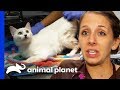 36 Cats And An Elderly Dog Rescued From Hoarding Situation | Animal Cops Houston