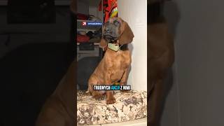 Nowy Bohater Komendy. Pies Zamieszkał W Straży Pożarnej