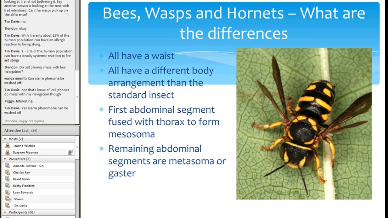 bees wasps and hornets they re all different youtube