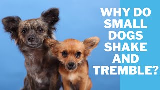 Why do small dogs shake and Tremble? 10 Causes by Serve Dogs 1,446 views 2 years ago 5 minutes, 36 seconds