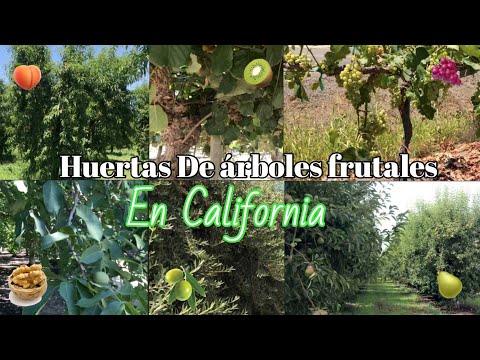 Video: Polilla Gitana - Una Tormenta De árboles Frutales