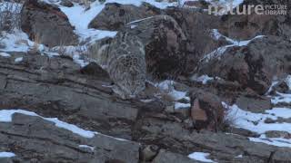 Wild Snow leopard walking down a snow-covered slope, Altai Mountains, Mongolia