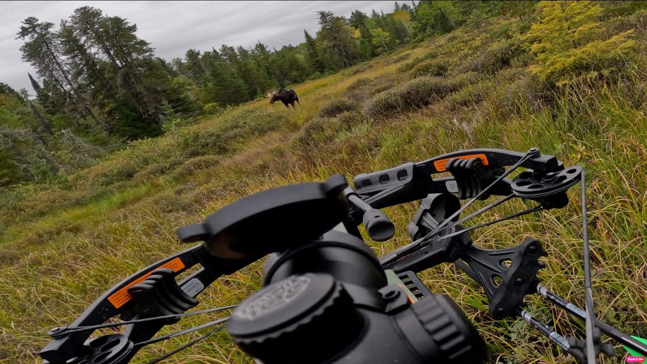 Chasse à l'orignal (moose hunt) 2022 YouTube