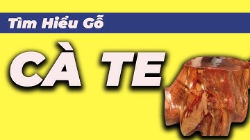 Khám Phá Gỗ Cà Te Miền Nam ?