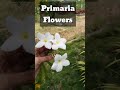 Beautiful Primaria Flowers#shorts #purnivlogs#Flowers