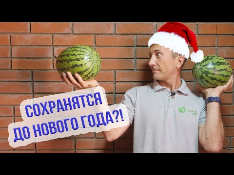 Как хранить арбузы. Проверяем 3 простых способа